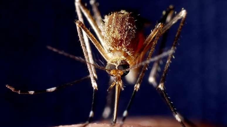 Malária já foi erradicada em 38 países e territórios do mundo, segundo a OMS