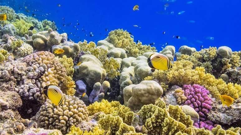 Corais do Mar Vermelho podem ajudar a salvar populações de corais em todo o mundo