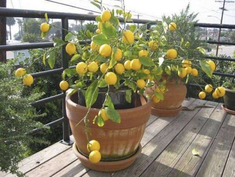 16. Cultive árvores frutíferas em vasos. Fonte: Pinterest
