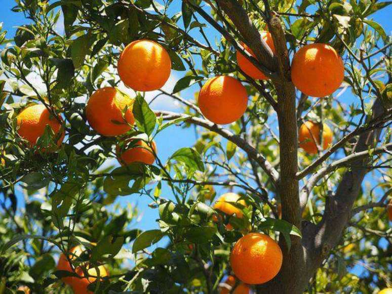 4. A laranjeira é uma das árvores frutíferas que pode ser cultivada em vasos. Fonte: Manah da Terra