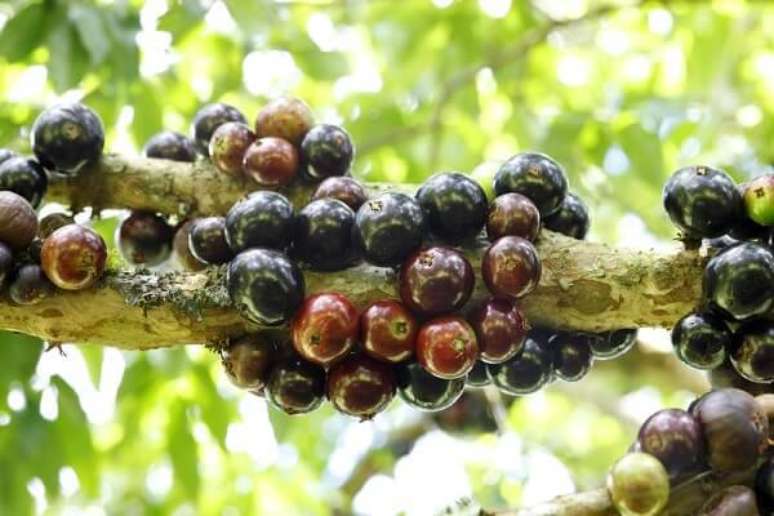 2. A jabuticabeira é uma das árvores frutíferas brasileiras. Fonte: Pinterest