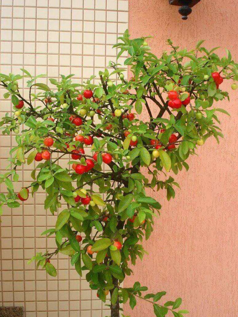 17. A acerola é uma das árvores frutíferas que podem ser cultivadas em vasos. Fonte: Pinterest