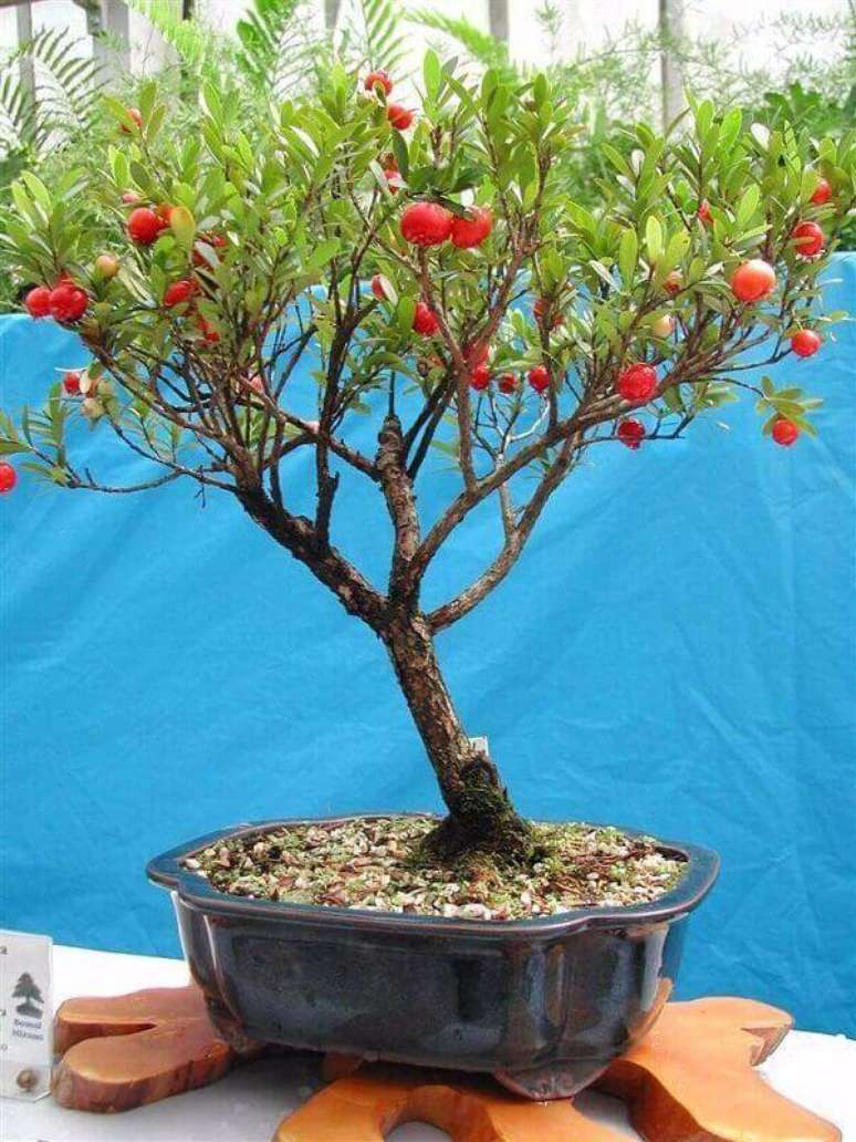 17. Voc&ecirc; pode cultivar &aacute;rvores frut&iacute;feras em vasos. Fonte: Mercado Livre