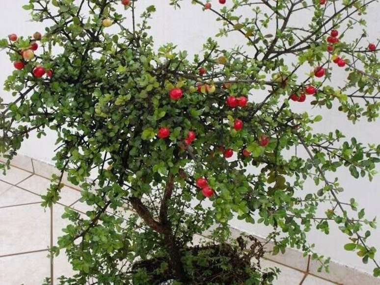 7. A acerola &eacute; uma das &aacute;rvores frut&iacute;feras que pode ser cultivada em vaso. Fonte: Pinterest