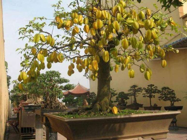 21. A carambola é uma das árvores frutíferas que pode ser cultivada em vasos. Fonte: Mercado Livre