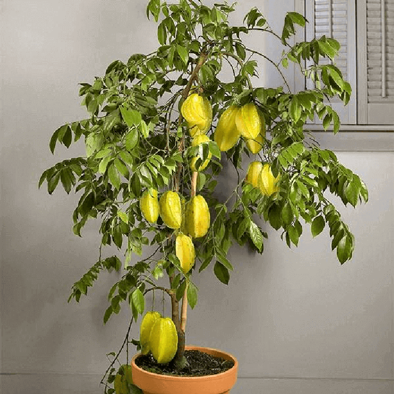 23. Algumas &aacute;rvores frut&iacute;feras podem ser cultivadas em vaso, como a carambola. Fonte: Pinterest