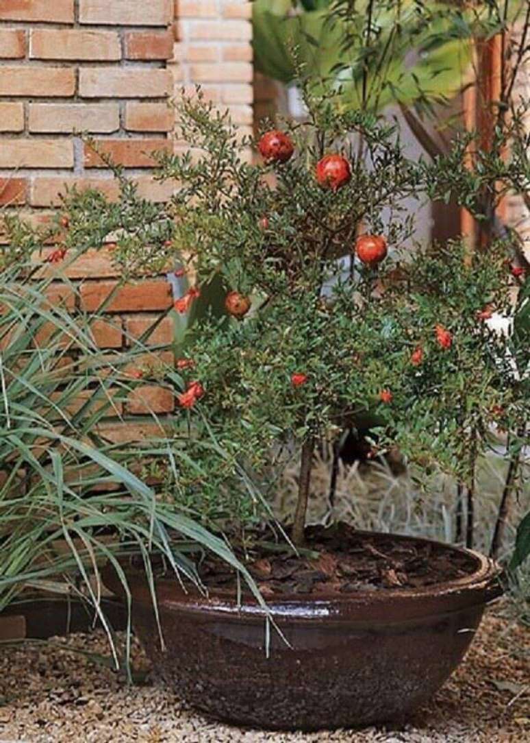 24. Algumas árvores frutíferas podem ser cultivadas em vaso, como a romã. Fonte: Cultura Mix
