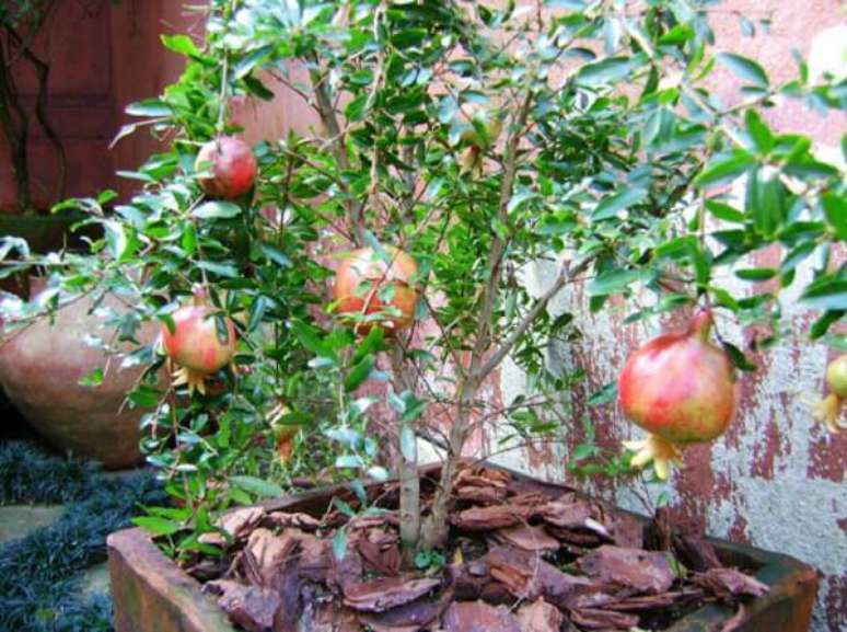 6. A romãzeira é uma das árvores frutíferas que pode ser cultivada em vaso. Fonte: Cultura Mix