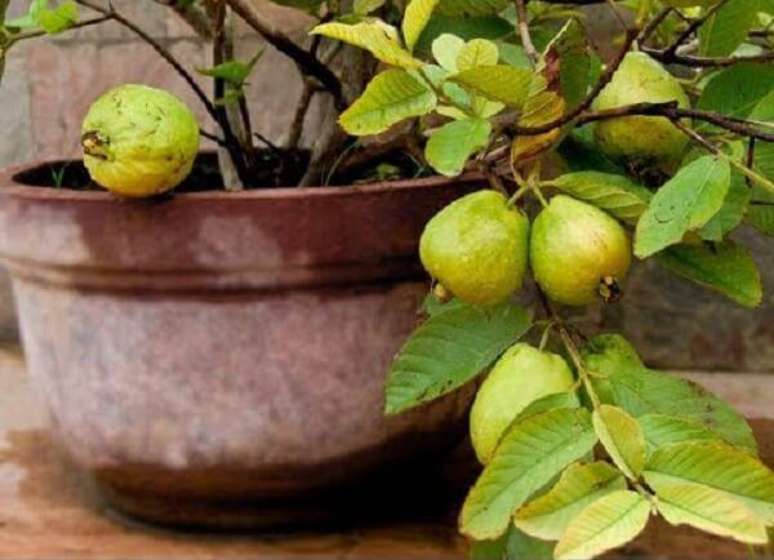 25. A goiabeira é uma das árvores frutíferas que pode ser cultivada em vasos. Fonte: Pinterest