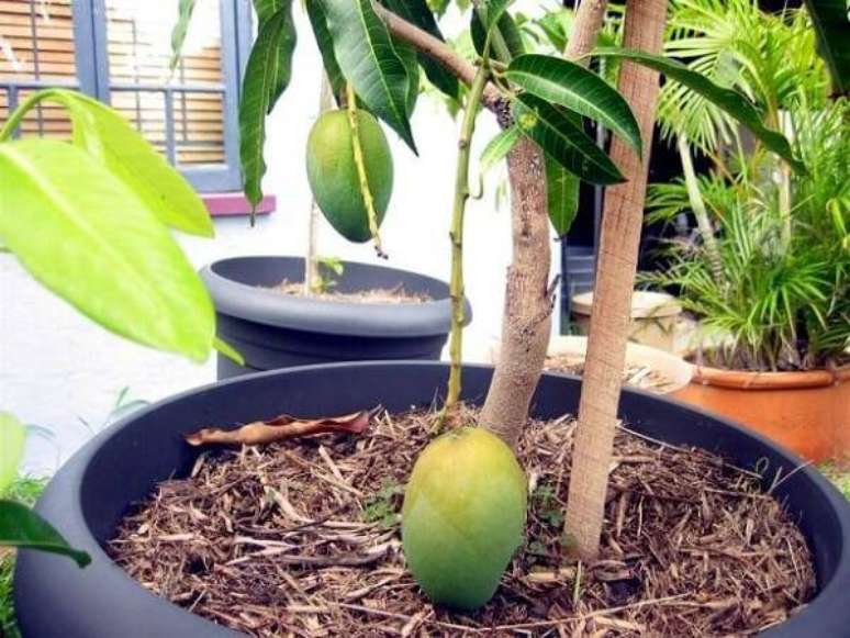 26. A mangueira é uma das árvores frutíferas que pode ser cultivada em vasos. Fonte: Terral