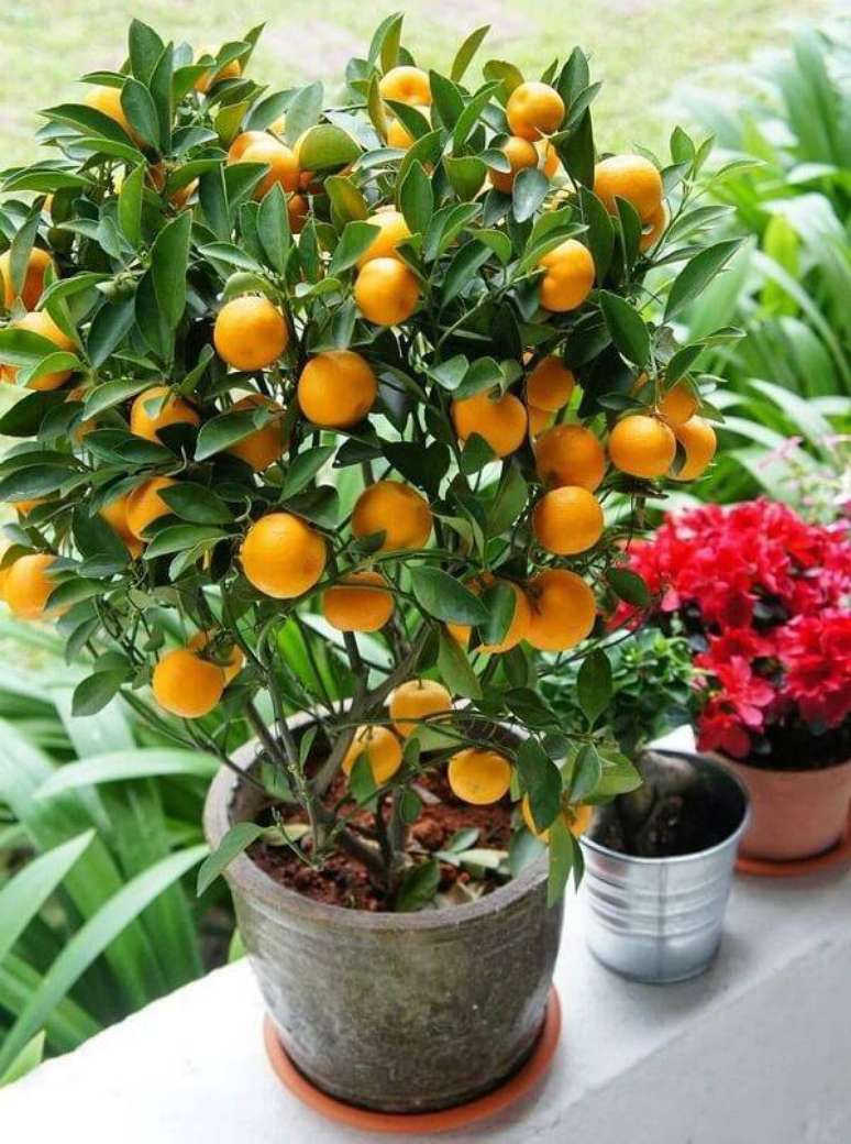 27. A laranja &eacute; uma das &aacute;rvores frut&iacute;feras que pode ser cultivada em vasos pequenos. Fonte: Mercado Livre