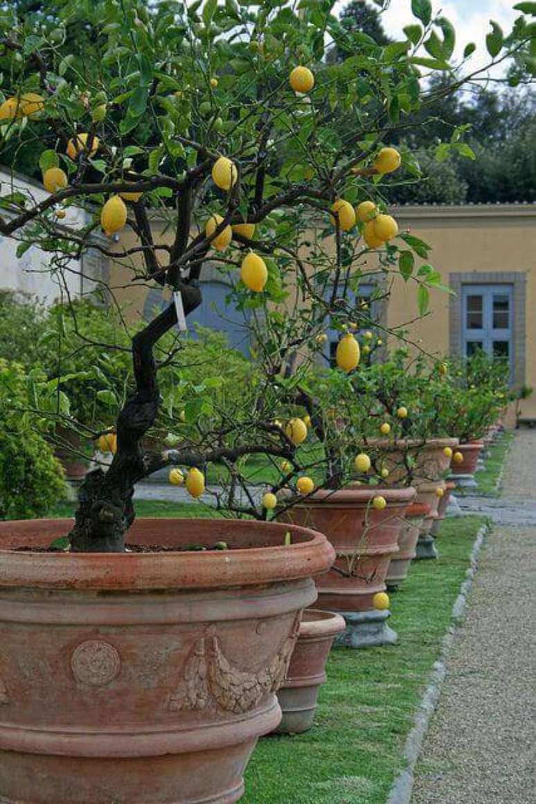 28. O limão siciliano é uma das árvores frutíferas que pode ser cultivada em vasos. Fonte: Pinterest