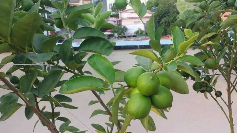 29. O limão taiti também é uma das árvores frutíferas que pode ser cultivada em vasos. Fonte: Pinterest