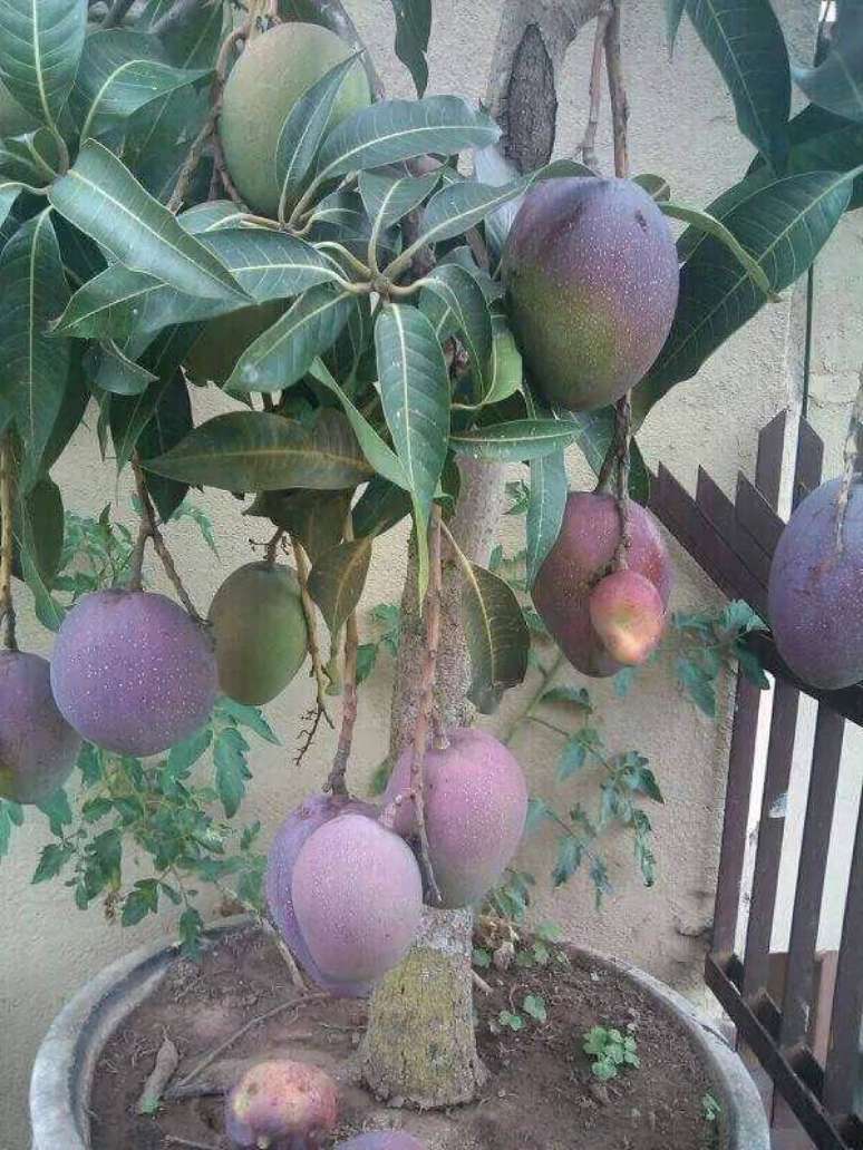 30. A mangueira carrega também é uma das árvores frutíferas que pode ser cultivada em vasos. Fonte: Pinterest