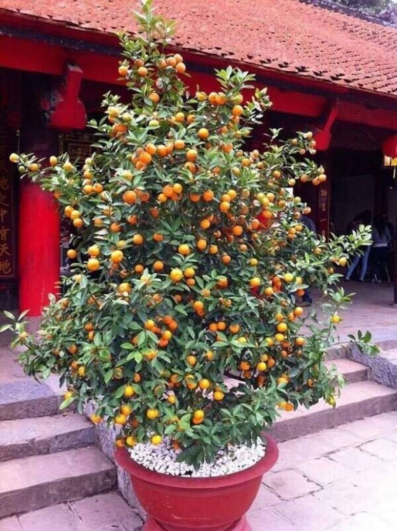32. Posicione as árvores frutíferas na entrada da casa. Fonte: Pinterest