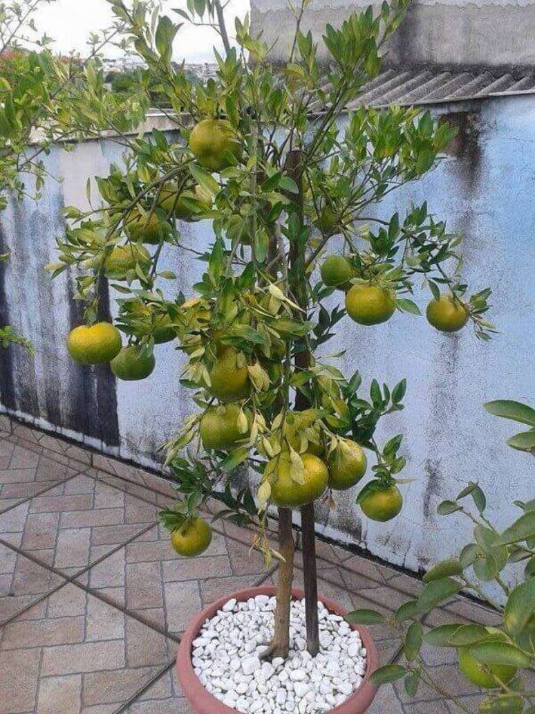 34. Aproveite o espaço do terraço e cultive árvores frutíferas. Fonte: Mercado livre