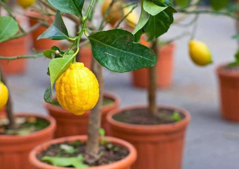 3. O limoeiro é uma das árvores frutíferas que pode ser cultivada em vasos. Fonte: Pinterest
