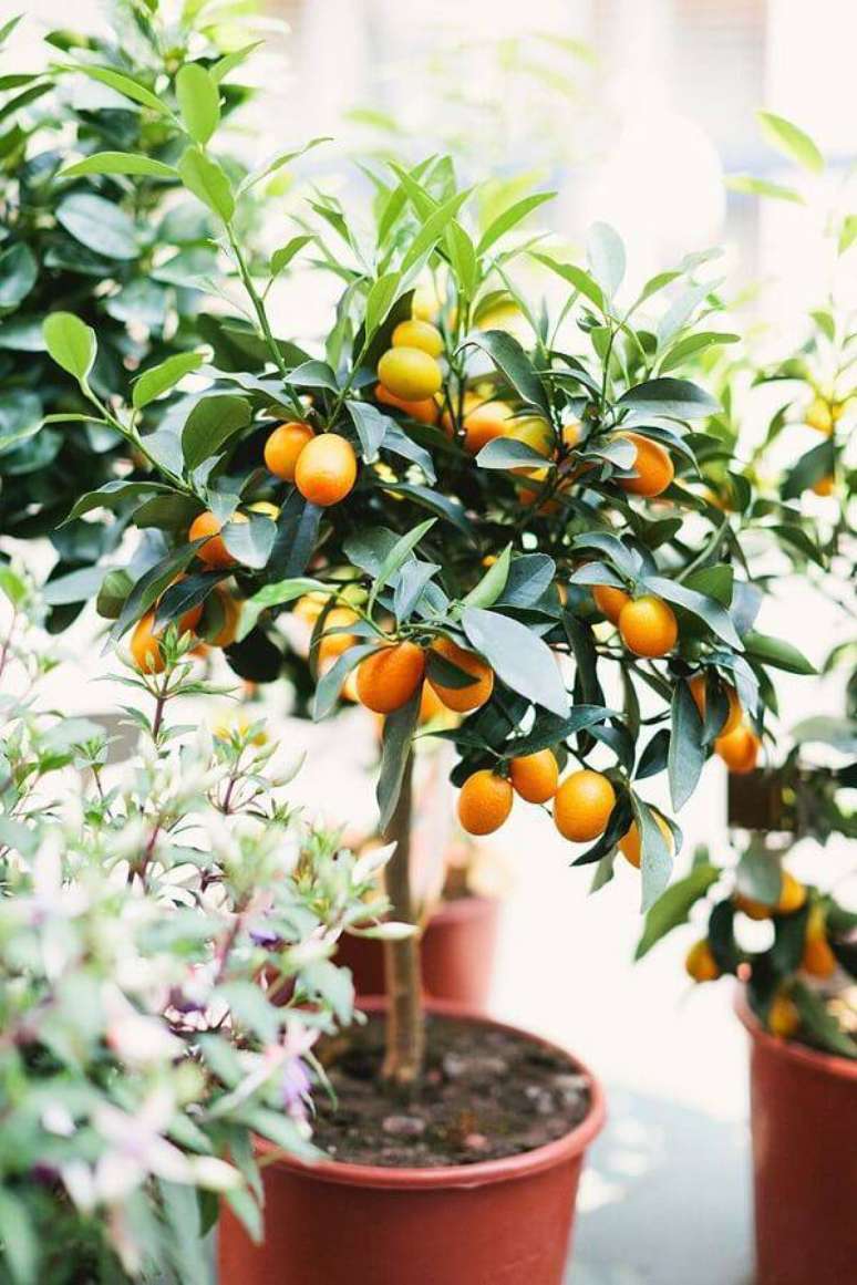 1. A laranjeira é uma das árvores frutíferas que pode ser cultivada em vaso. Fonte: Pinterest