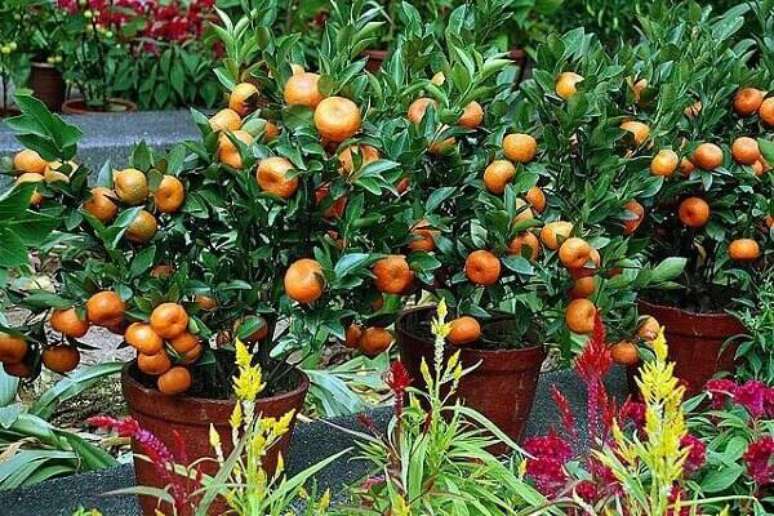33. Cultive vários vasos com árvores frutíferas. Fonte: Pinterest