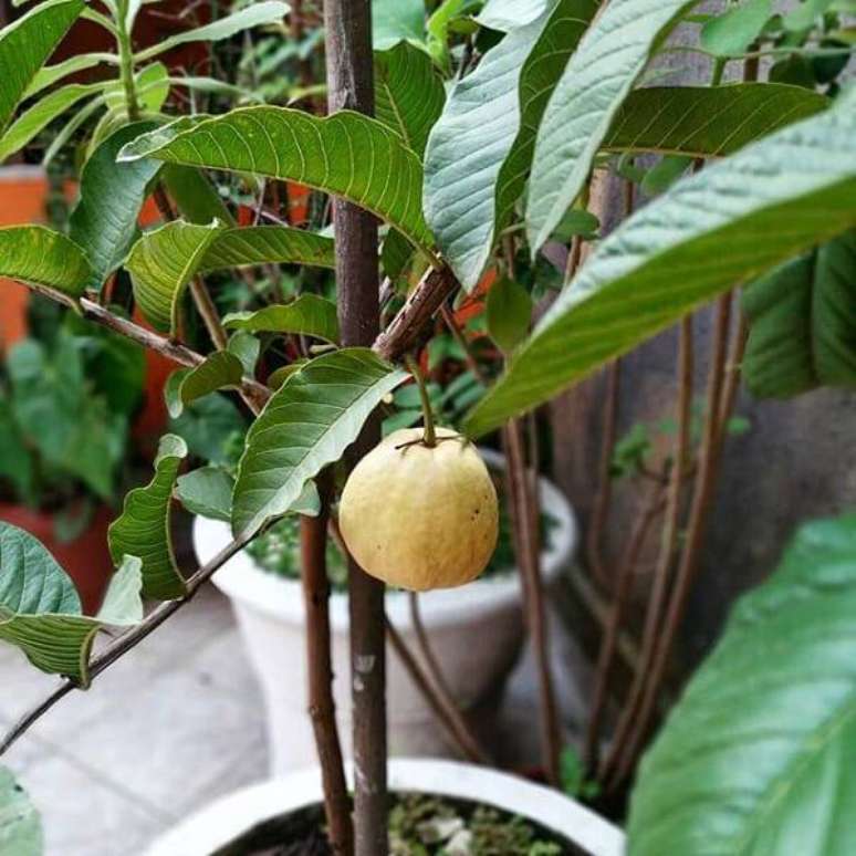 35. Cultive árvores frutíferas na varanda. Fonte: Mundo Ecologia