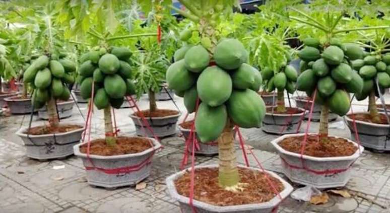 37. Cultive &aacute;rvores frut&iacute;feras em vasos. Fonte: Assim que Faz