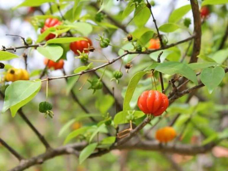 10. Mini árvore frutífera de pitangueira cultivada em vaso. Fonte: Minhas Plantas