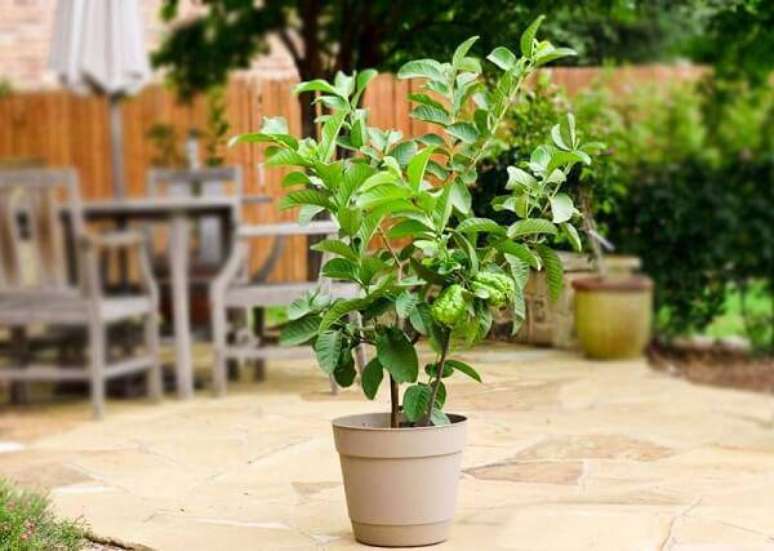 9. Mini árvore frutífera de goiabeira cultivada em vaso. Fonte: Jardim em casa