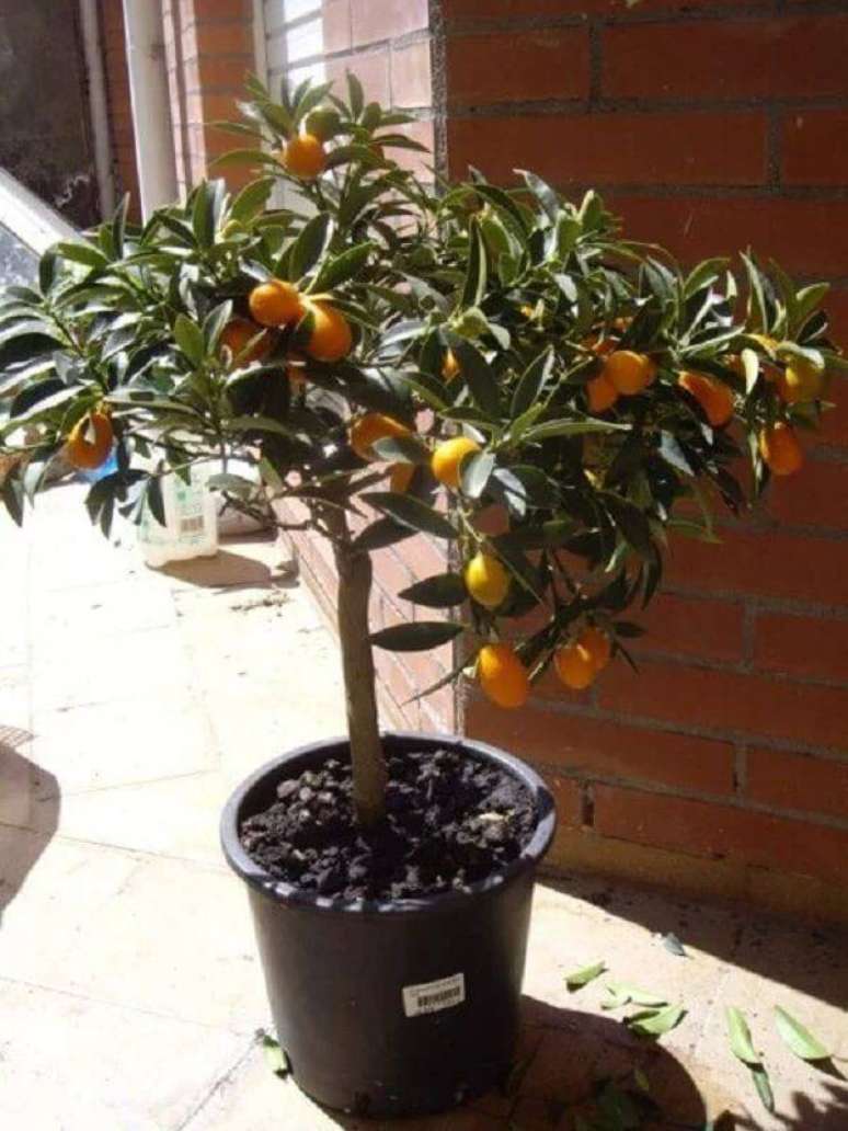 39. Aproveite a &aacute;rea externa do quintal para cultivar &aacute;rvores frut&iacute;feras. Fonte: Habit&iacute;ssimo