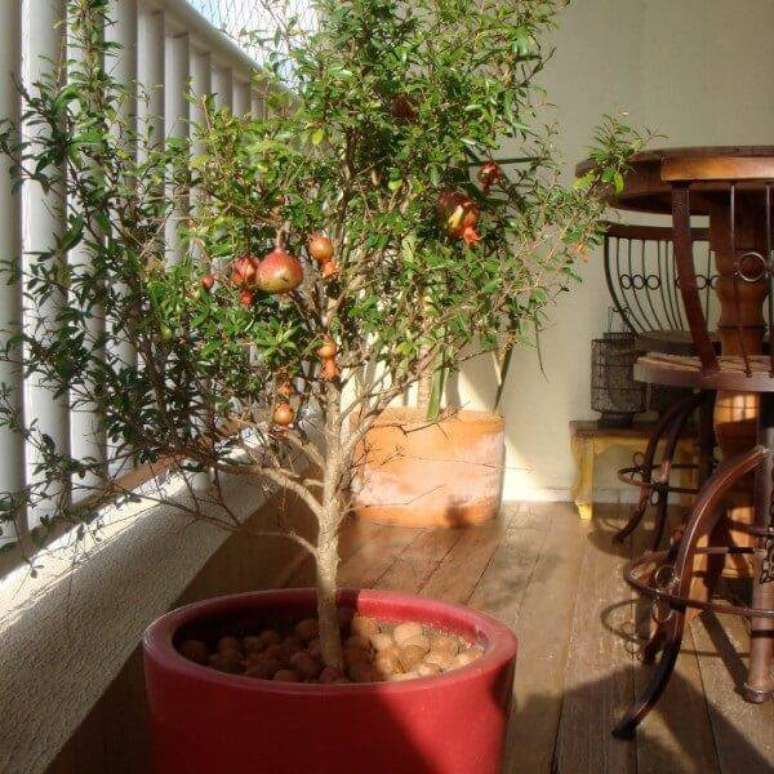 36. Cultive romã na varanda do apartamento. Fonte: Vaso e Cia