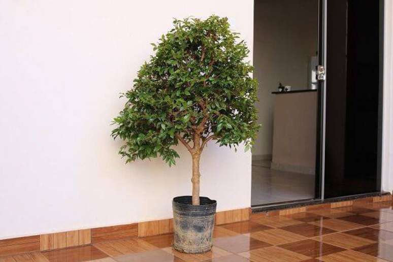 5. A jabuticabeira é uma das árvores frutíferas que pode ser cultivada em vaso. Fonte: Plantei