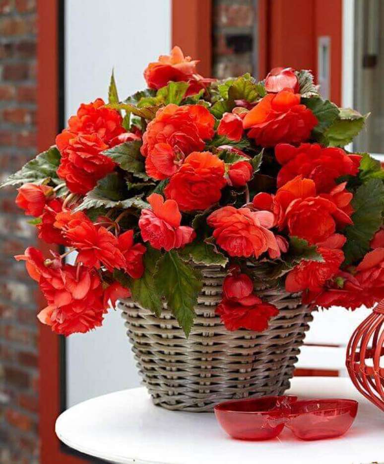 62. Vaso de begônias, uma das lindas flores vermelhas – Via: Arquidicas