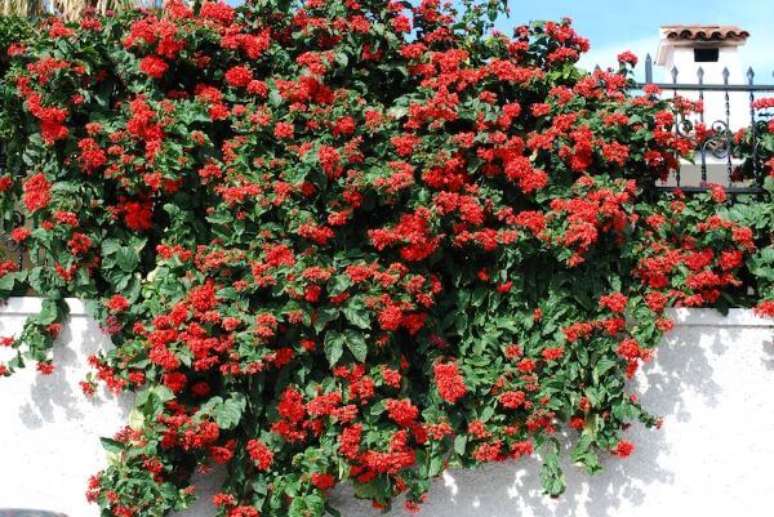 13. Flores vermelhas Clerodendrum &ndash; Foto: Pinterest