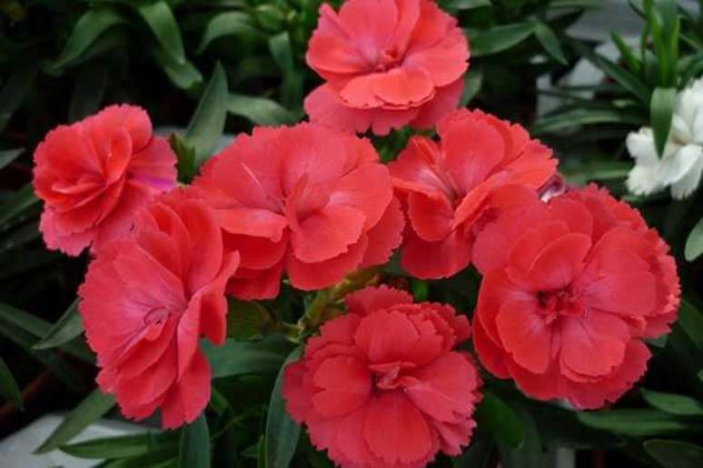 14. Cravina vermelha, as flores vermelhas miniatura do cravo – Via: I Love Flores