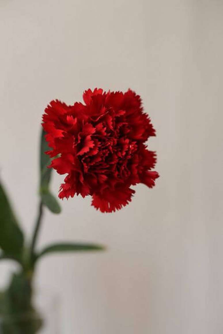 72. Cravo é uma das flores vermelhas mais chamativas e encantadoras – Via: Flicker
