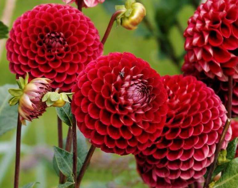 6. A Dália é uma das mais lindas flores vermelhas – Via: Flickr