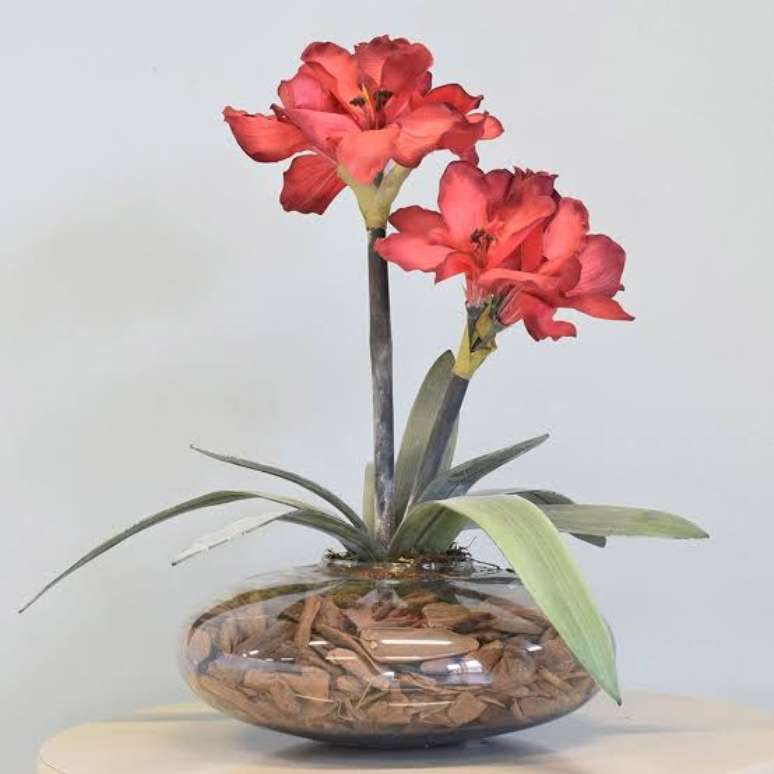 12. Amarilis é uma das flores vermelhas mais lindas para decorar sua casa – Via: Pinterest
