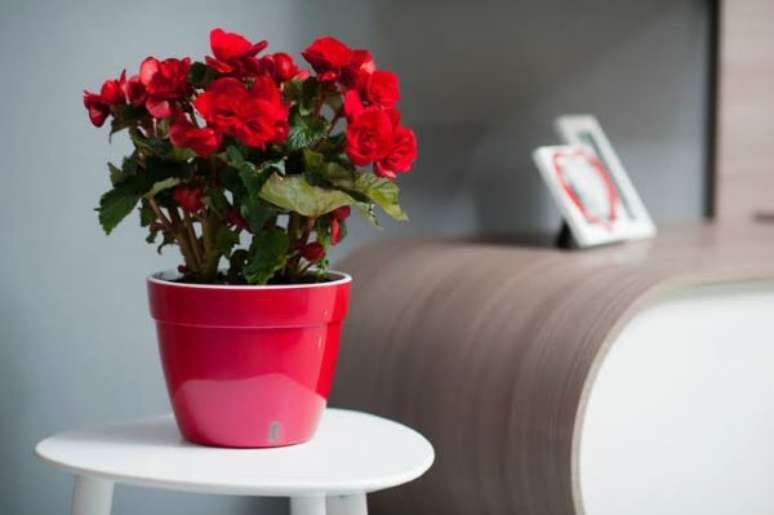 3. Sala de estar decorada com as flores vermelhas begônia – Foto: Pointer