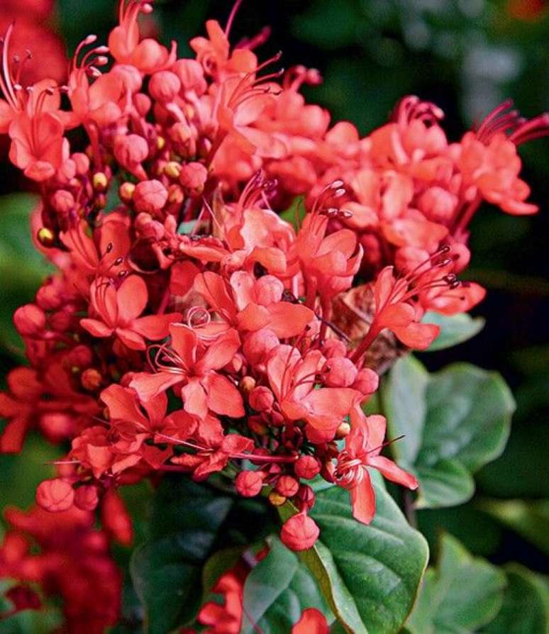 24. Flores vermelhas no jardim que parecem uma arvore de flores vermelhas – Foto: Casa e Jardim