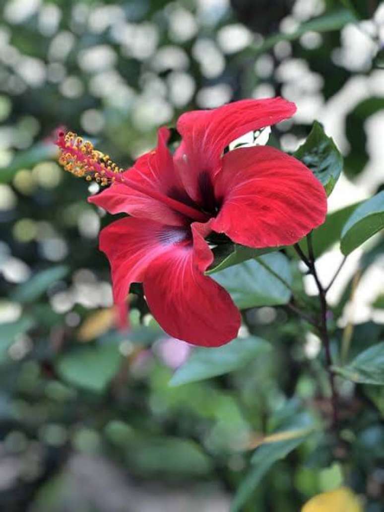 4. As flores vermelhas de hibisco são tropicais e vibrantes – Via: Pixabay