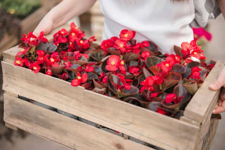 5. Flores vermelhas para decorar sua casa: Begônia! – Via: Casa e Festa