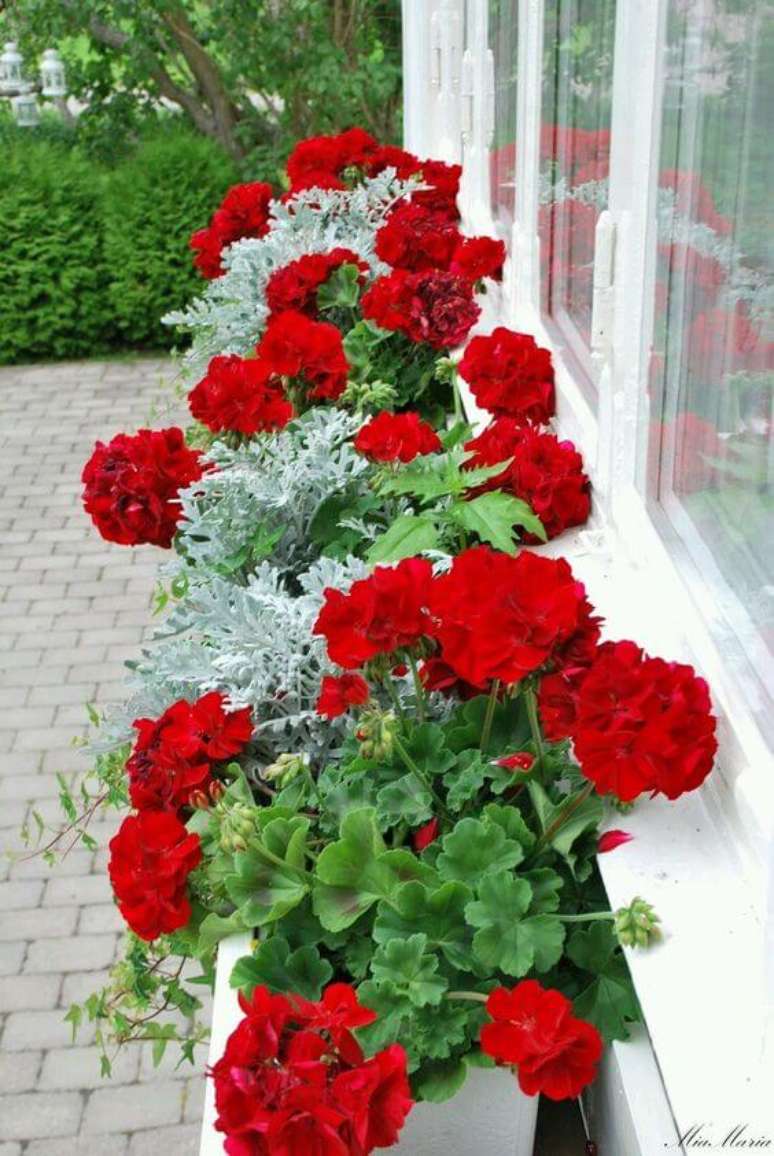 34. Flores vermelhas no jardim com cravo – Via: Pinterest
