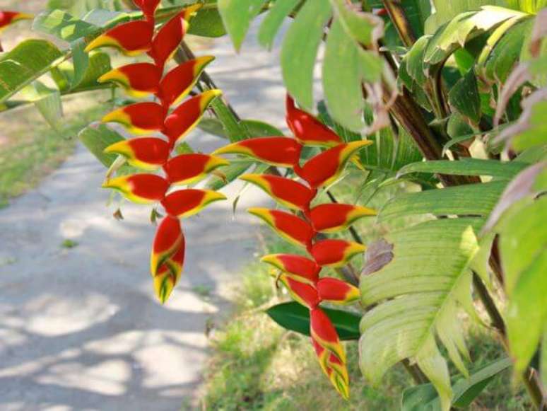 44. Plantas de flores helic&ocirc;nia &ndash; Via: Jardim Minhas Plantas