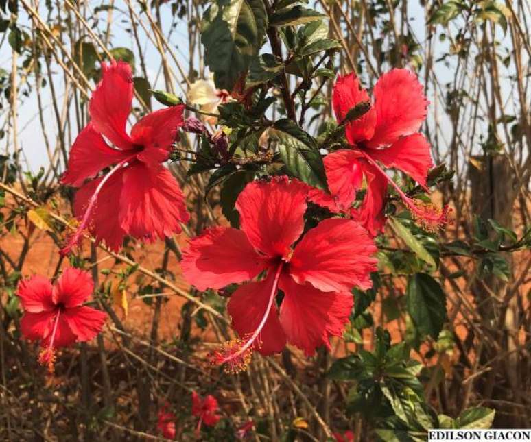 45. Flores vermelhas do tipo hibisco – Foto: Viveiro Ciprest
