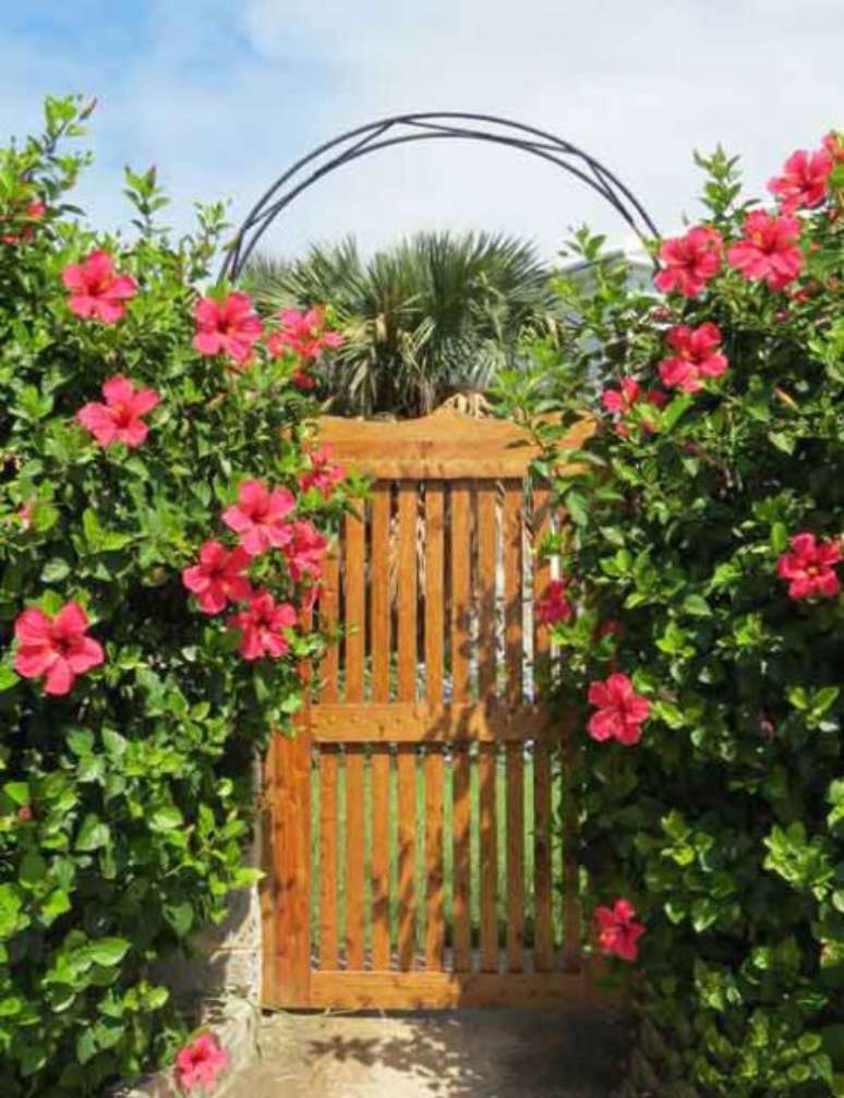 46. Flores de hibisco no jardim de casa – Foto: Casa e Construção