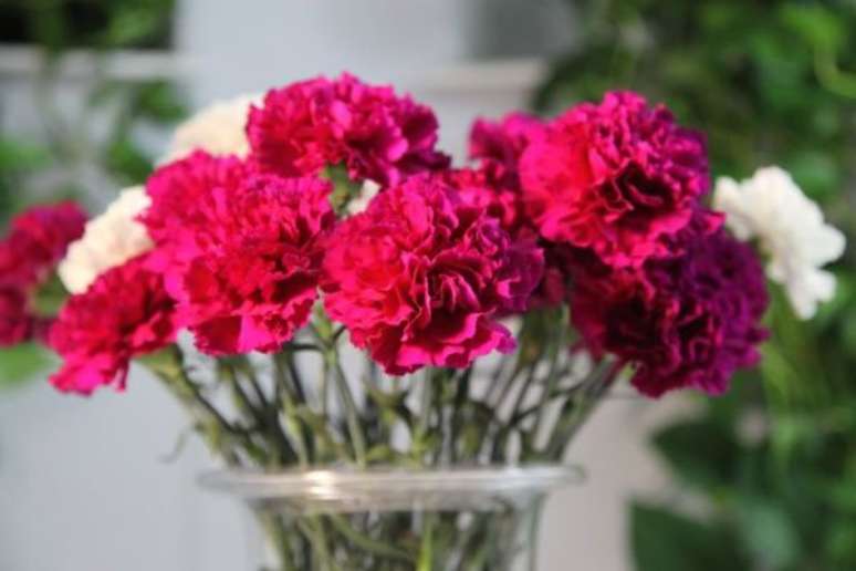 52. Cravo é uma das melhores flores vermelhas para decorar jardim – via: Pinterest
