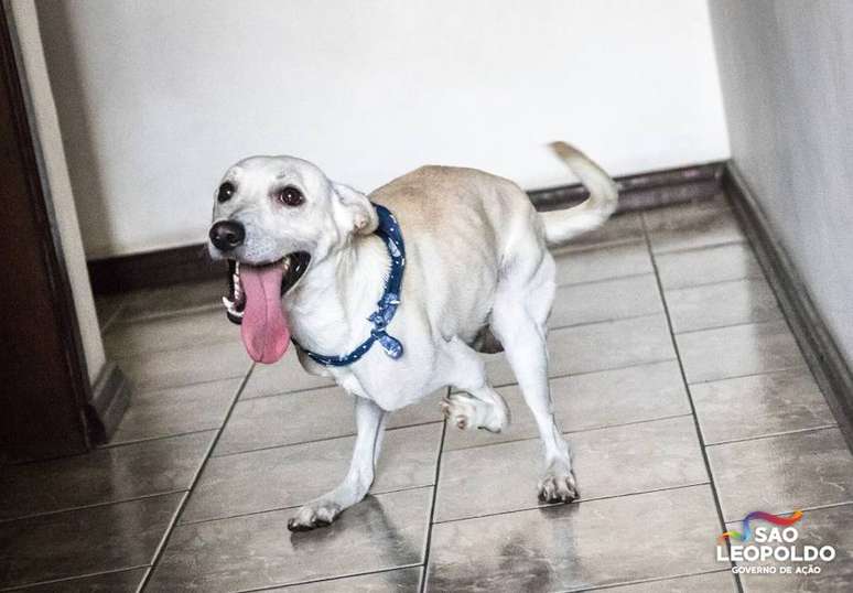 O cachorro Timtim possui uma deficiência nas pernas dianteiras e foi abandonado duas vezes no mesmo dia