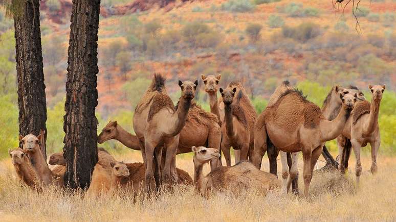 O que se considera como o grupo de 'camelos selvagens australianos' também inclui dromedários