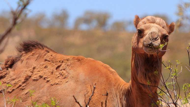 Animais invadiram comunidades em busca de água por causa da seca prolongada