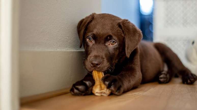 Como calcular a verdadeira idade do seu cachorro