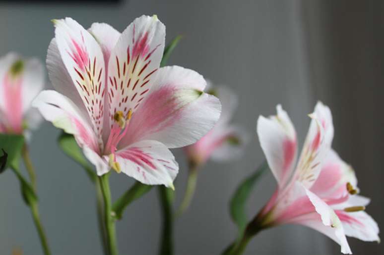 16. Flor astromélia com rosa e branco – Via: Pinterest